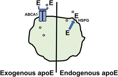 Apoproteins E, A-I, and SAA in Macrophage Pathobiology Related to Atherogenesis